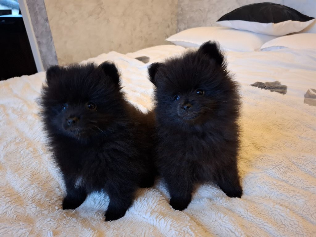 chiot Spitz allemand Du Clos De Marconnave